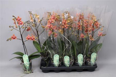 <h4>Phal Mf F Sunse Love 1 Branche 12+ Vertakt</h4>