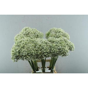 Allium Nigrum Wit L 80