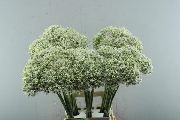 <h4>Allium Nigrum Wit L 80</h4>