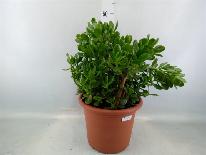 <h4>Crassula ovata</h4>