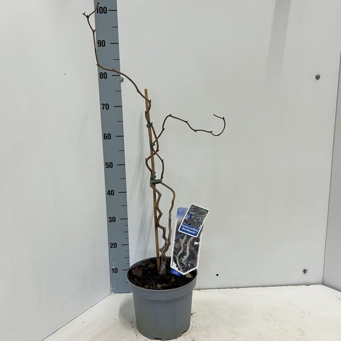 <h4>Corylus avellana</h4>