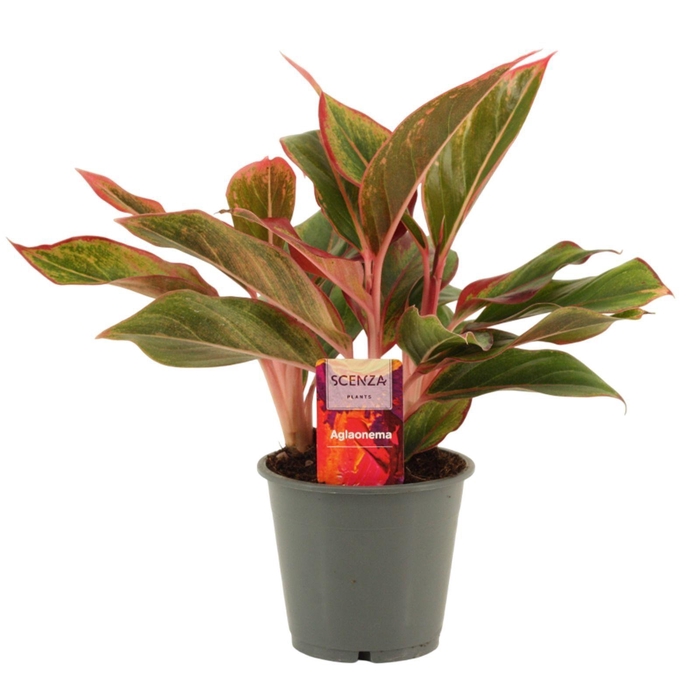 <h4>Aglaonema Siam Crete 12 cm</h4>