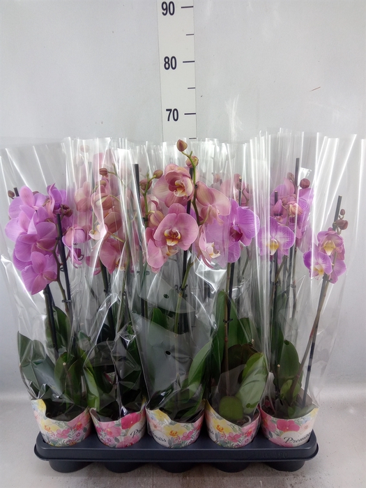 <h4>Phalaenopsis   ...rose</h4>