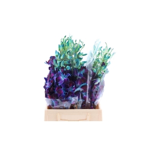 Dendro Gal Blue Paint