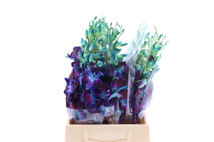 <h4>Dendro Gal Blue Paint</h4>