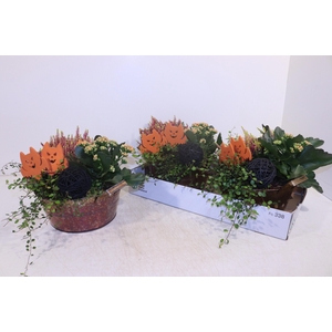 ARR TUINPLANTEN