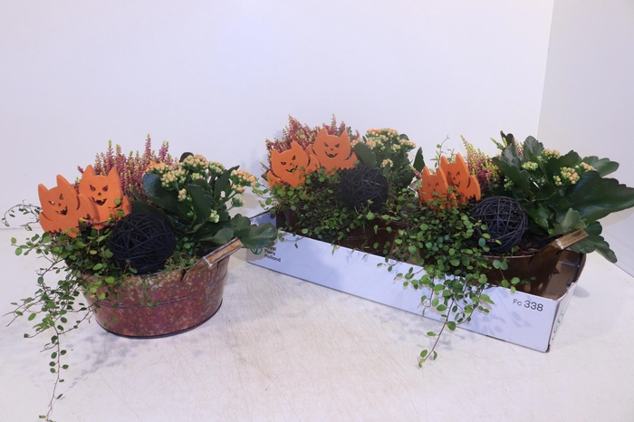 <h4>ARR TUINPLANTEN</h4>
