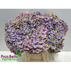 Hydrangea samurai