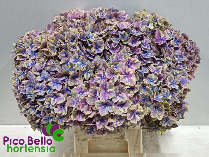 <h4>Hydrangea samurai</h4>