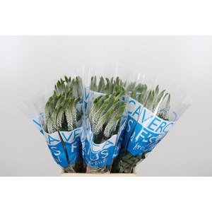 Veron Smart Luna Wit