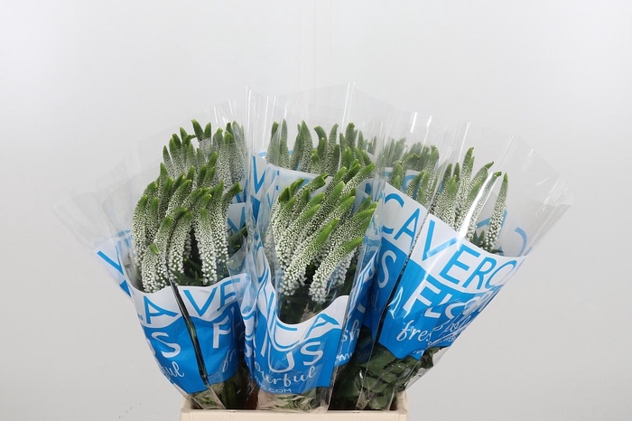 <h4>Veron Smart Luna Wit</h4>