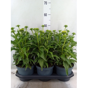 Echinacea  'Sombrero Lemon Yellow'