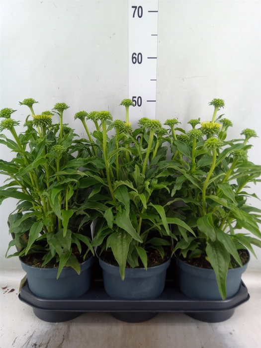 <h4>Echinacea  'Sombrero Lemon Yellow'</h4>