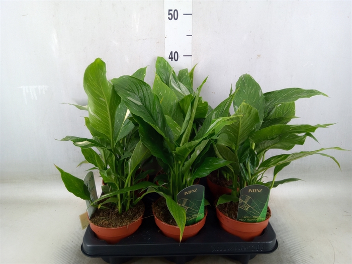 <h4>Spathiphyllum  'Diamond'</h4>