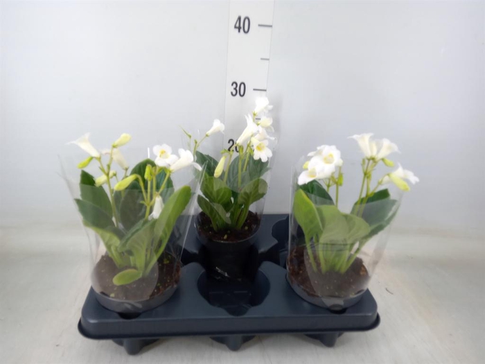 <h4>Streptocarpus   ...</h4>