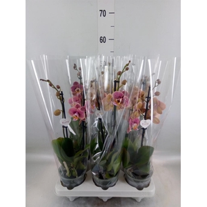 Phalaenopsis   ...rose