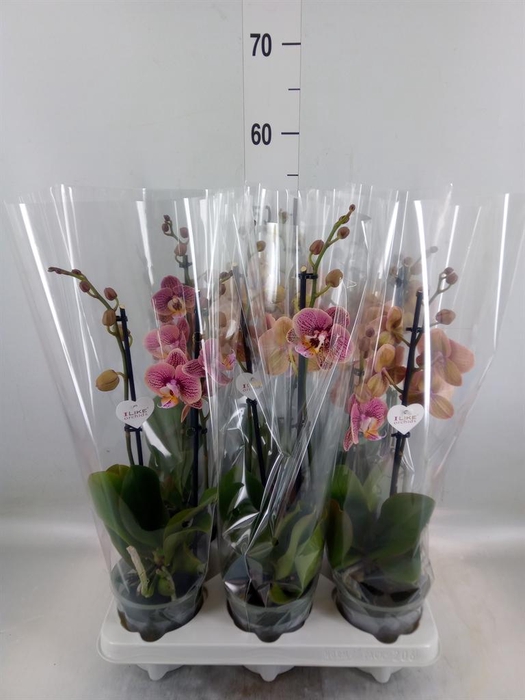 <h4>Phalaenopsis   ...rose</h4>