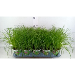 Cyperus alternifolius 'Zumula'
