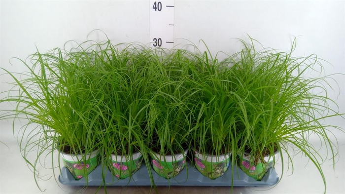 <h4>Cyperus alternifolius 'Zumula'</h4>