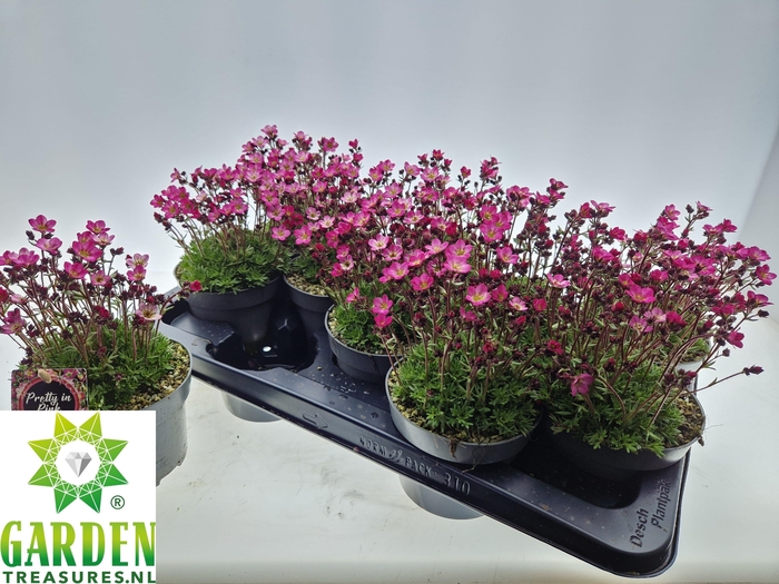 <h4>SAXIF ARENDSII</h4>