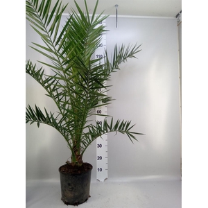 Phoenix canariensis