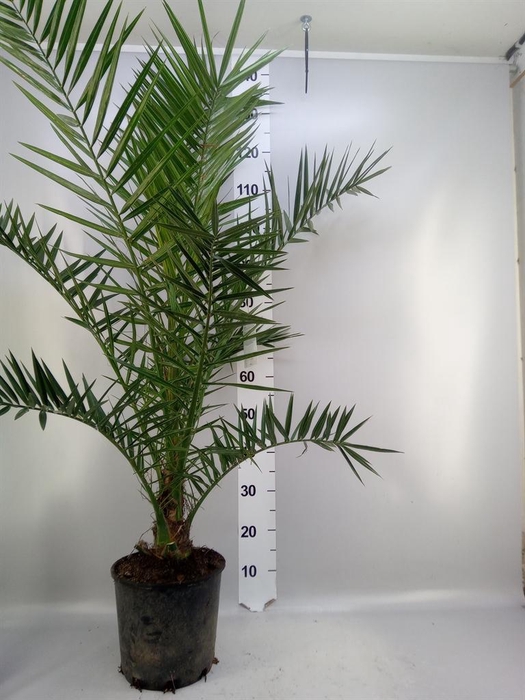 <h4>Phoenix canariensis</h4>