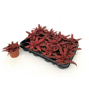 CRYPTAN BIV RED STAR