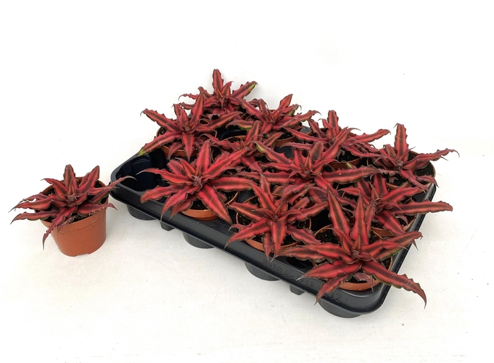 <h4>CRYPTAN BIV RED STAR</h4>