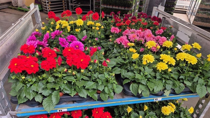 <h4>Dahlia Royal gemengd</h4>