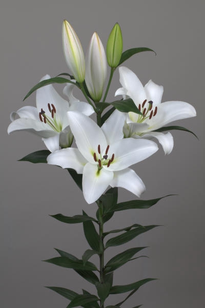 <h4>Li Or Galibier 3+ Lily Master</h4>
