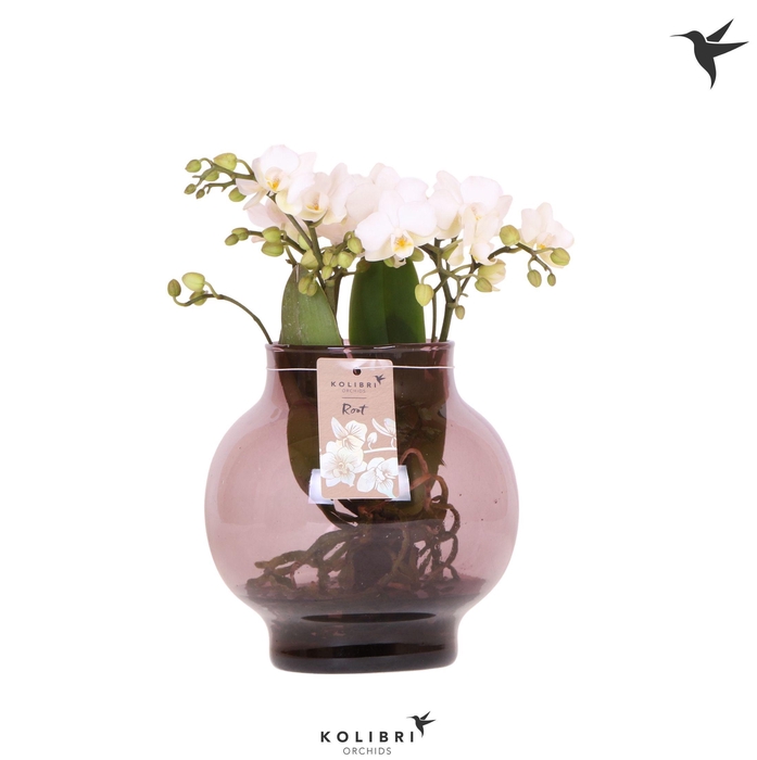 <h4>Kolibri Orchids Phalaenopsis Roots white in glas bowl lila</h4>