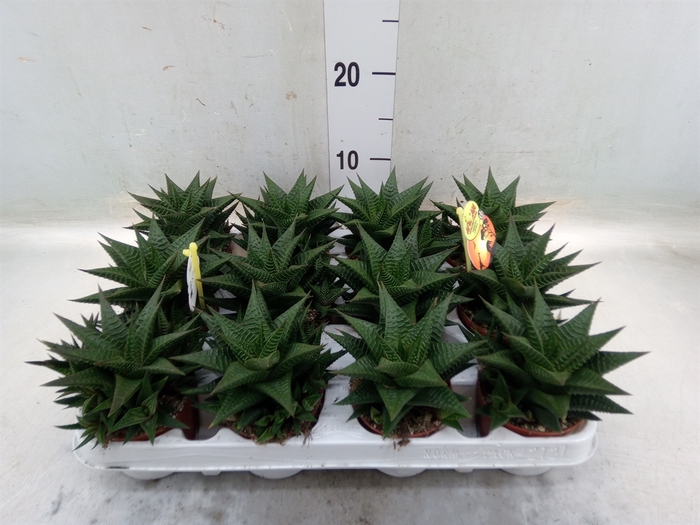 <h4>Haworthia limifolia</h4>