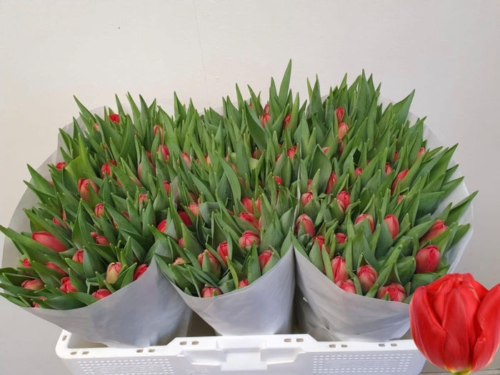 <h4>TU DU LARGO</h4>