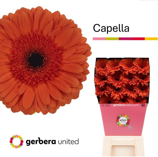<h4>Gerbera Capella Diamond</h4>