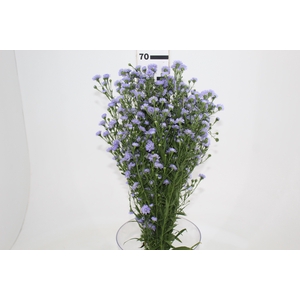 ASTER D. PLUS 060 CM MIN 20 GRAMAS