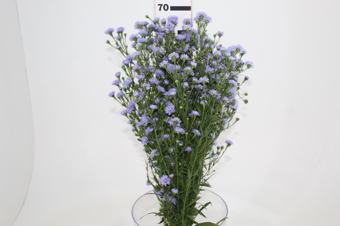 <h4>ASTER D. PLUS 060 CM MIN 20 GRAMAS</h4>