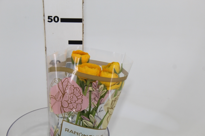 RANUNCULUS GIALLO AMARELO 040 CM