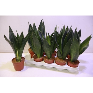 arr8 Sansev Trifascia Ov