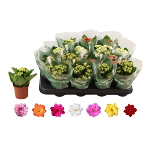 Kalanchoe bl Rosalina mix 6 colors 7Ø 15cm