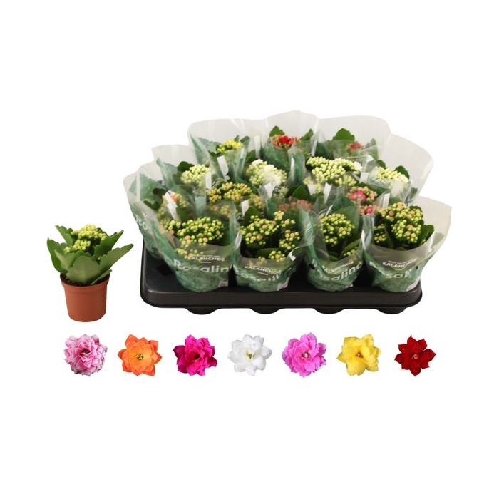 <h4>Kalanchoe bl Rosalina mix 6 colors 7Ø 15cm</h4>