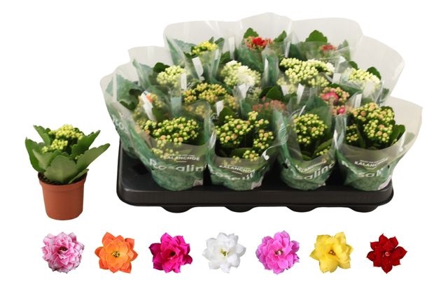 Kalanchoe bl Rosalina mix 6 colors 7Ø 15cm