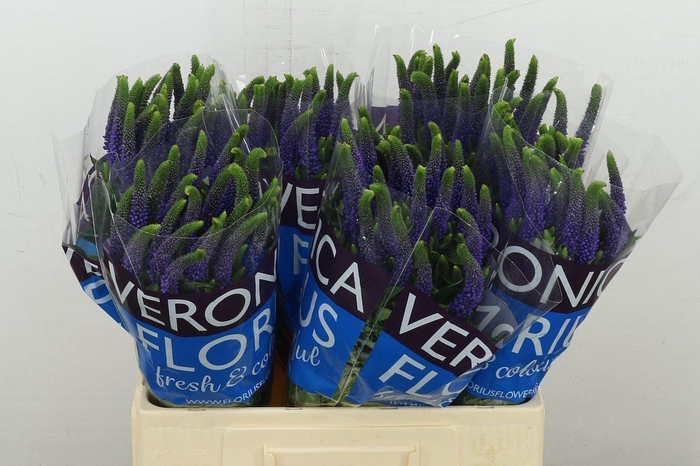 <h4>Veron Smart Diana</h4>