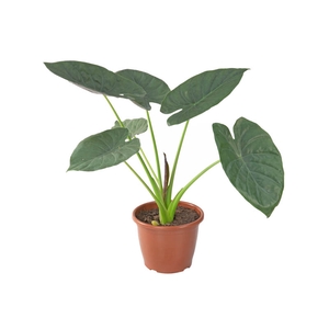 ALOCASIA WENTII P23