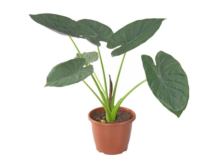 <h4>ALOCASIA WENTII P23</h4>