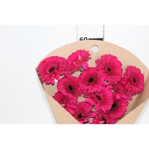 GERBERA FARAO < 050 CM > 050 CM DIAM PINK