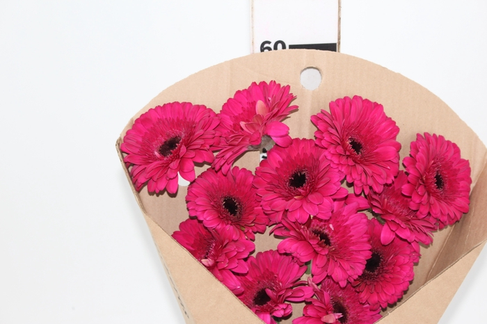 <h4>GERBERA FARAO < 050 CM > 050 CM DIAM PINK</h4>