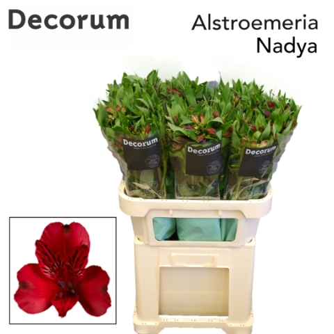 ALSTR NADYA