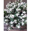 ALLIUM MRS BOUQUET