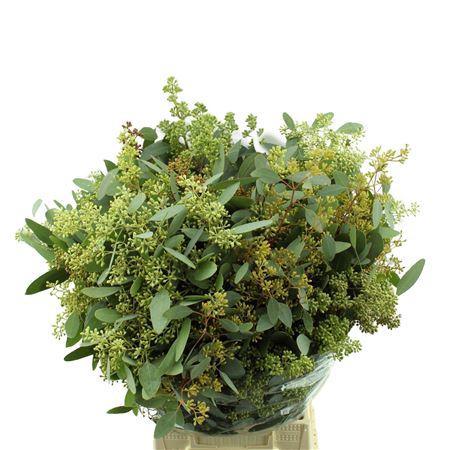 <h4>EUCA POPULUS BES LANG X10*</h4>