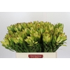 Leucadendron Goldstrike